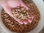 بادام کوهی در دهدشت در گروه خرید و فروش بادام در یکمیوه