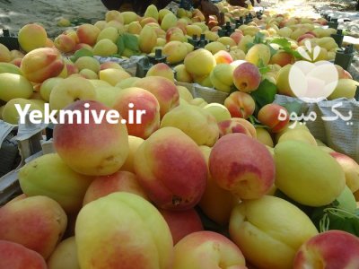 اجاره گر باغ میوه در شهریار در تهران در گروه خرید و فروش آلو در یکمیوه -عکس1