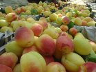 اجاره گر باغ میوه در شهریار در تهران در گروه خرید و فروش آلو در یکمیوه