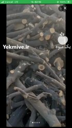 خریدار چوب مرکبات جنوب و چوب پسته در کرمان  در گروه خرید و فروش چوب مرکبات در یکمیوه