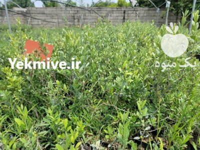 نهال زیتون در ساری در گروه خرید و فروش نهال زیتون در یکمیوه -عکس1