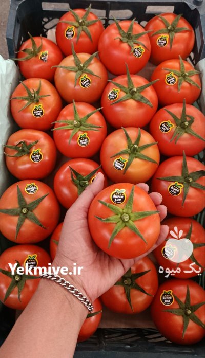 گوجه گلخانه ای دبی در یزد در گروه خرید و فروش گوجه فرنگی در یکمیوه -عکس1