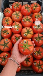 گوجه گلخانه ای عمان در یزد در گروه خرید و فروش گوجه فرنگی در یکمیوه