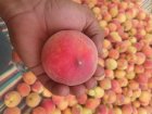 خرید و اجاره باغ میوه محصولات در شیراز در گروه اجاره باغ میوه در یکمیوه
