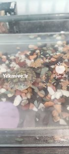 لاک پشت دو زیست در بوشهر در گروه حیوانات خانگی در یکمیوه