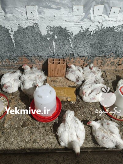 فروش مرغ گوشتی ارگانیک در گنبدکاووس در گنبد کاووس در گروه مرغ و خروس و بوقلمون و اردک قو قاز در یکمیوه -عکس2