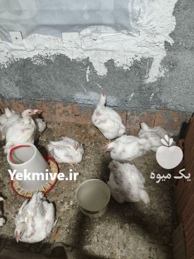 فروش مرغ گوشتی ارگانیک در گنبدکاووس در گنبد کاووس در گروه مرغ و خروس و بوقلمون و اردک قو قاز در یکمیوه -عکس3