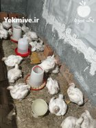 فروش مرغ گوشتی ارگانیک در گنبدکاووس در گنبد کاووس در گروه مرغ و خروس و بوقلمون و اردک قو قاز در یکمیوه