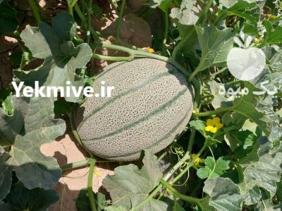 خربزه فروش خربزه در باغ ملک در گروه خرید و فروش خربزه در یکمیوه -عکس1