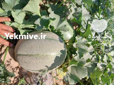 خربزه فروش خربزه در باغ ملک در گروه خرید و فروش خربزه در یکمیوه -عکس2
