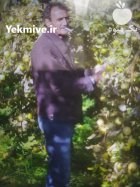 کارگر گیلاس چینی در تاکستان در گروه کارگر در یکمیوه