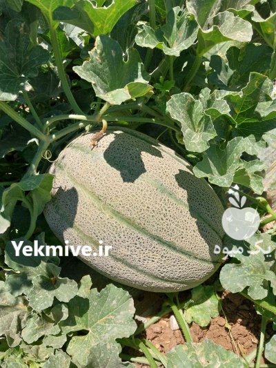 خربزه جانا در باغ ملک در گروه خرید و فروش خربزه در یکمیوه -عکس1
