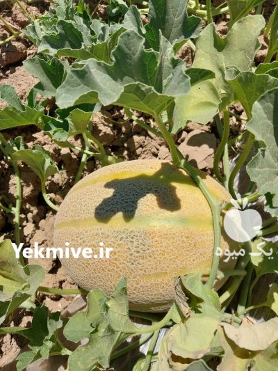 خربزه جانا در باغ ملک در گروه خرید و فروش خربزه در یکمیوه -عکس2