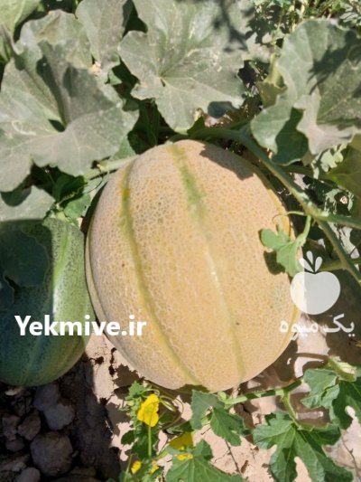 خربزه جانا در باغ ملک در گروه خرید و فروش خربزه در یکمیوه -عکس3