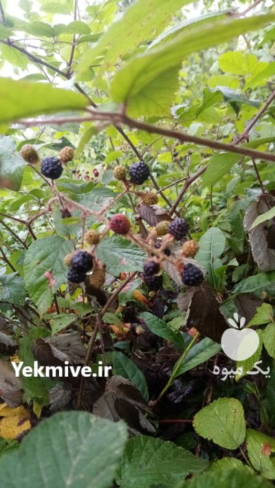 تمشک یا بلوش در رشت در گروه خرید و فروش توت در یکمیوه -عکس1