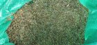 فروش بابونه آلمانی در کنارتخته در گروه خرید و فروش گیاهان دارویی در یکمیوه
