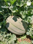 خربزه جانا در باغ ملک در گروه خرید و فروش خربزه در یکمیوه