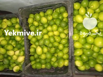 لیموترش میناب آب دار در خرمشهر در گروه خرید و فروش لیمو ترش در یکمیوه -عکس1