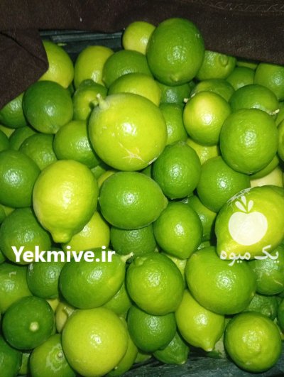 لیموترش میناب آب دار در خرمشهر در گروه خرید و فروش لیمو ترش در یکمیوه -عکس2