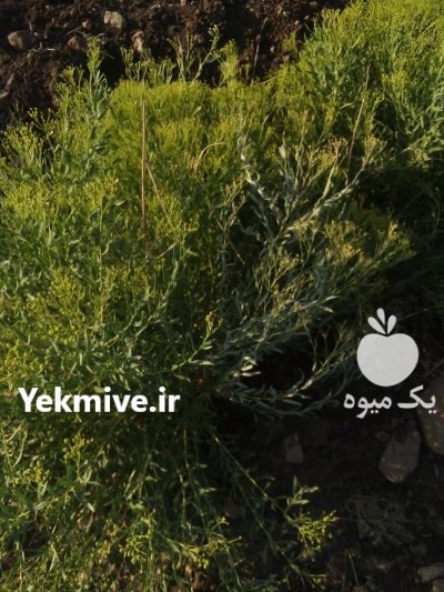 سبزی خشک ریحون در اصفهان در گروه خرید و فروش سبزی های برگی در یکمیوه -عکس1