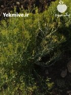 سبزی خشک ریحون در اصفهان در گروه خرید و فروش سبزی های برگی در یکمیوه