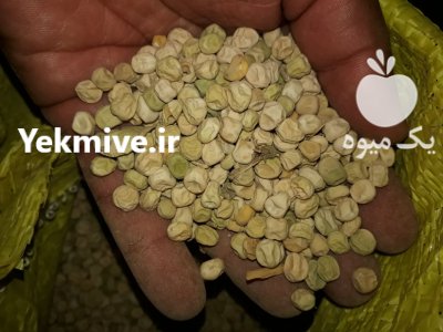 نخود فرنگی خشک شده بوجار شده در گرگان در گروه خرید و فروش نخود در یکمیوه -عکس1