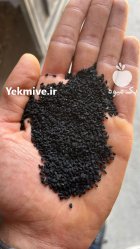 سیاهدانه سورت در گرگان در گروه خرید و فروش گیاهان دارویی در یکمیوه