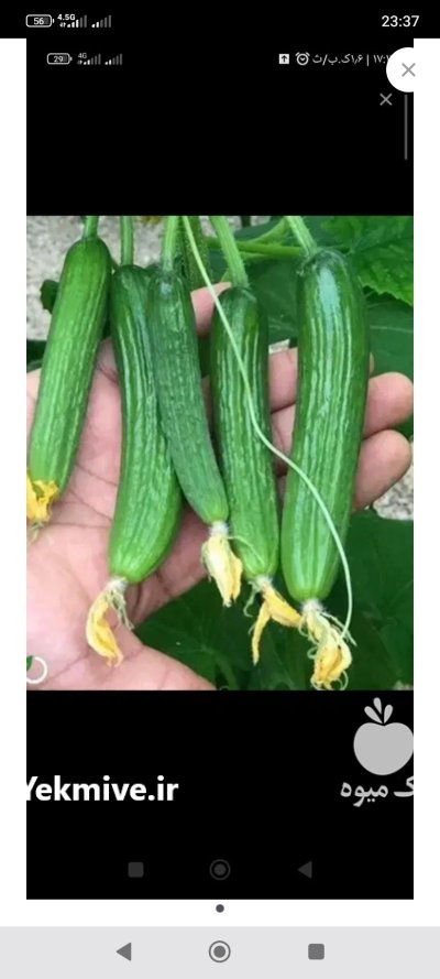 خیار و کدو در نیشابور در گروه خرید و فروش خیار در یکمیوه -عکس1
