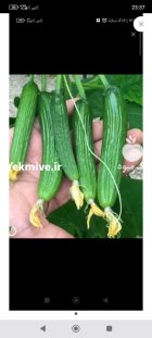 خیار و کدو در نیشابور در گروه خرید و فروش خیار در یکمیوه