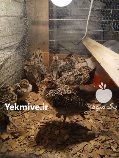 جوجه قرقاول در رضوانشهر در گروه خرید و فروش انواع پرنده در یکمیوه -عکس1
