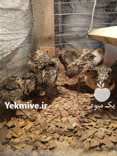 جوجه قرقاول در رضوانشهر در گروه خرید و فروش انواع پرنده در یکمیوه -عکس2