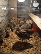 جوجه قرقاول در رضوانشهر در گروه خرید و فروش انواع پرنده در یکمیوه