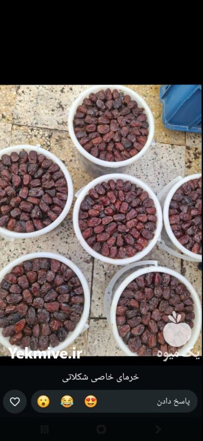 فروش خرمای تازه درجه یک مستقیم در اهواز در گروه خرید و فروش خرما در یکمیوه -عکس4