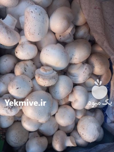 فروش قارچ درجه یک در شیراز در گروه خرید و فروش قارچ در یکمیوه -عکس1