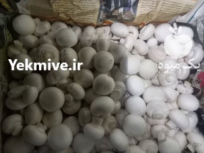 فروش قارچ درجه یک در شیراز در گروه خرید و فروش قارچ در یکمیوه -عکس2