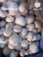 فروش قارچ درجه یک در شیراز در گروه خرید و فروش قارچ در یکمیوه