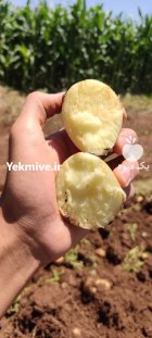 فروش سیب زمینی درجه یک کرمانشاه در گروه خرید و فروش سیب زمینی در یکمیوه