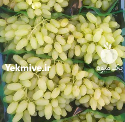 انگور بیدانه پیکامی صادراتی کاشمر در خراسان رضوی در گروه خرید و فروش انگور در یکمیوه -عکس2