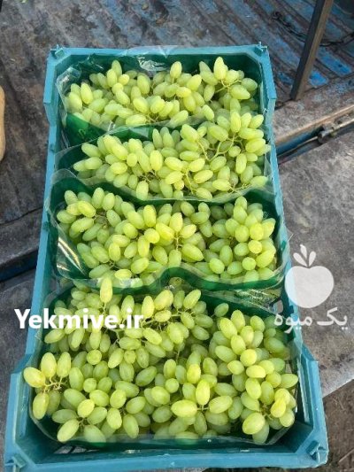 انگور بیدانه پیکامی صادراتی کاشمر در خراسان رضوی در گروه خرید و فروش انگور در یکمیوه -عکس1