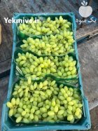 انگور بیدانه پیکامی صادراتی کاشمر در خراسان رضوی در گروه خرید و فروش انگور در یکمیوه