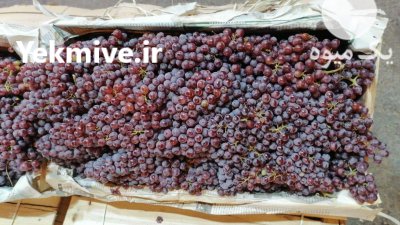 میوه هلو شلیل سوپر درجه یک در تهران در گروه خرید و فروش هلو در یکمیوه -عکس1