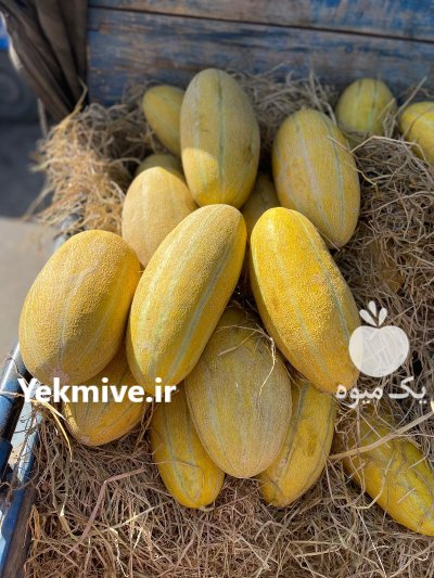 فروش خربزه در شهرکرد در گروه خرید و فروش خربزه در یکمیوه -عکس1