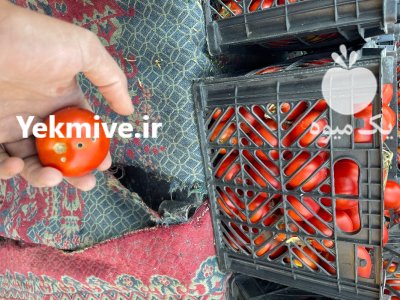 فروش خربزه در شهرکرد در گروه خرید و فروش خربزه در یکمیوه -عکس2