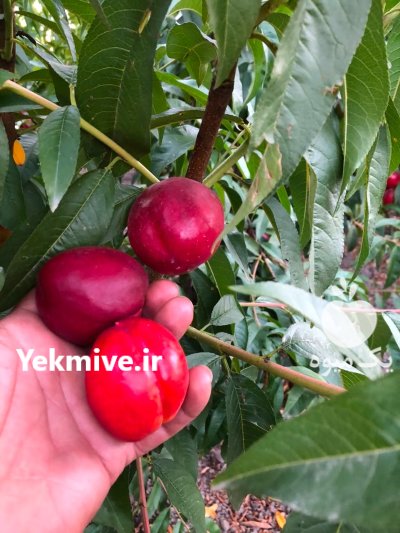 شلیل سوپر کیوتو تمام سرخ در ساری در گروه خرید و فروش شلیل در یکمیوه -عکس1