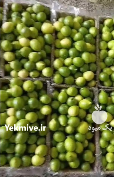 لیمو ترش در تهران در گروه خرید و فروش لیمو ترش در یکمیوه -عکس1