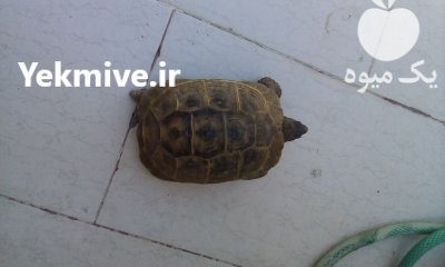 یک لاک پشت زیبا بزرگ در تبریز در گروه حیوانات خانگی در یکمیوه -عکس1