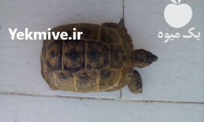 یک لاک پشت زیبا بزرگ در تبریز در گروه حیوانات خانگی در یکمیوه -عکس2