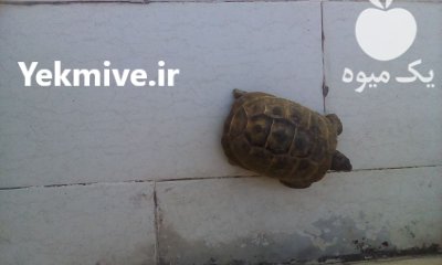 یک لاک پشت زیبا بزرگ در تبریز در گروه حیوانات خانگی در یکمیوه -عکس3