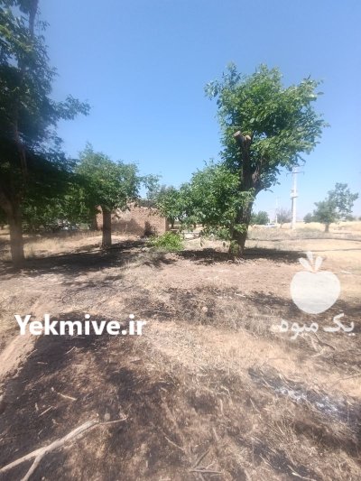 شراکت در دامداری زمین با ملک در بروجرد در گروه سرمایه گذار در تولید محصولات کشاورزی در یکمیوه -عکس2