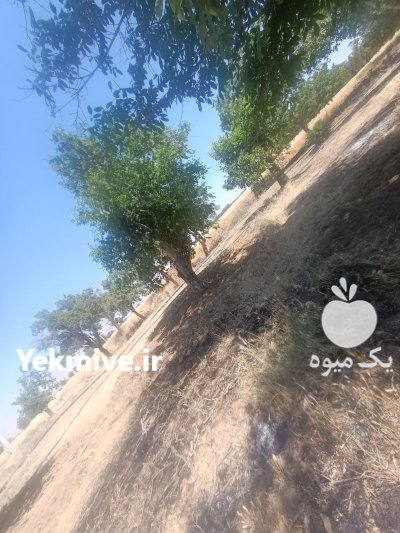 شراکت در دامداری زمین با ملک در بروجرد در گروه سرمایه گذار در تولید محصولات کشاورزی در یکمیوه -عکس1